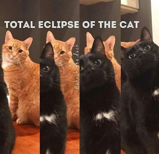 Eclipse of the Cat.jpeg