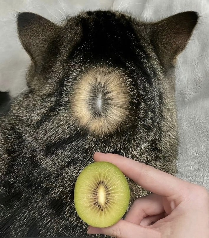 Cat or Kiwi